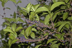 Memecylon talbotianum